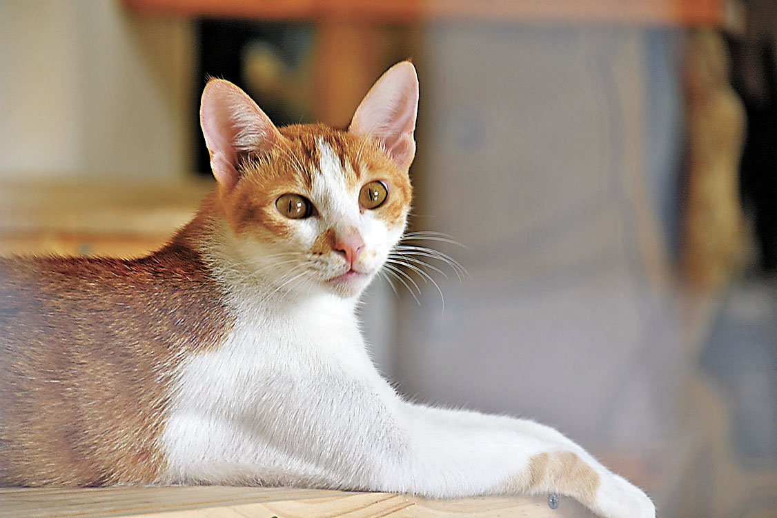 ■貓狗只要接觸小量殺蟲劑，即有可能中毒。    資料圖片