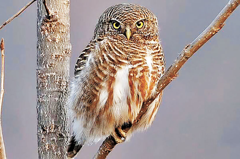 ■香港出沒的斑頭鵂鶹體長約25厘米，身體多呈褐色。   網上圖片