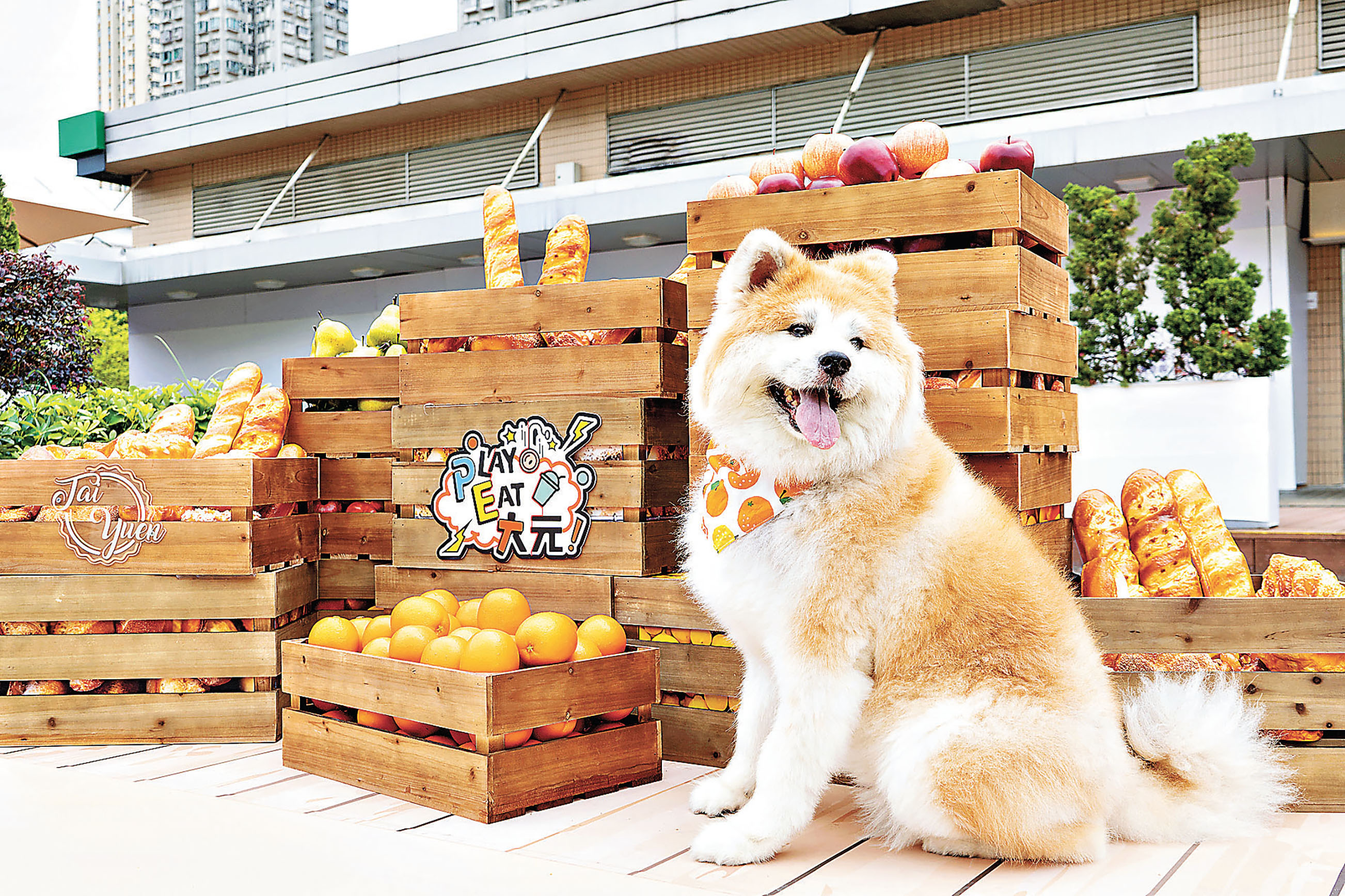 ■「迷你蔬果莊園」讓毛孩自在打卡。