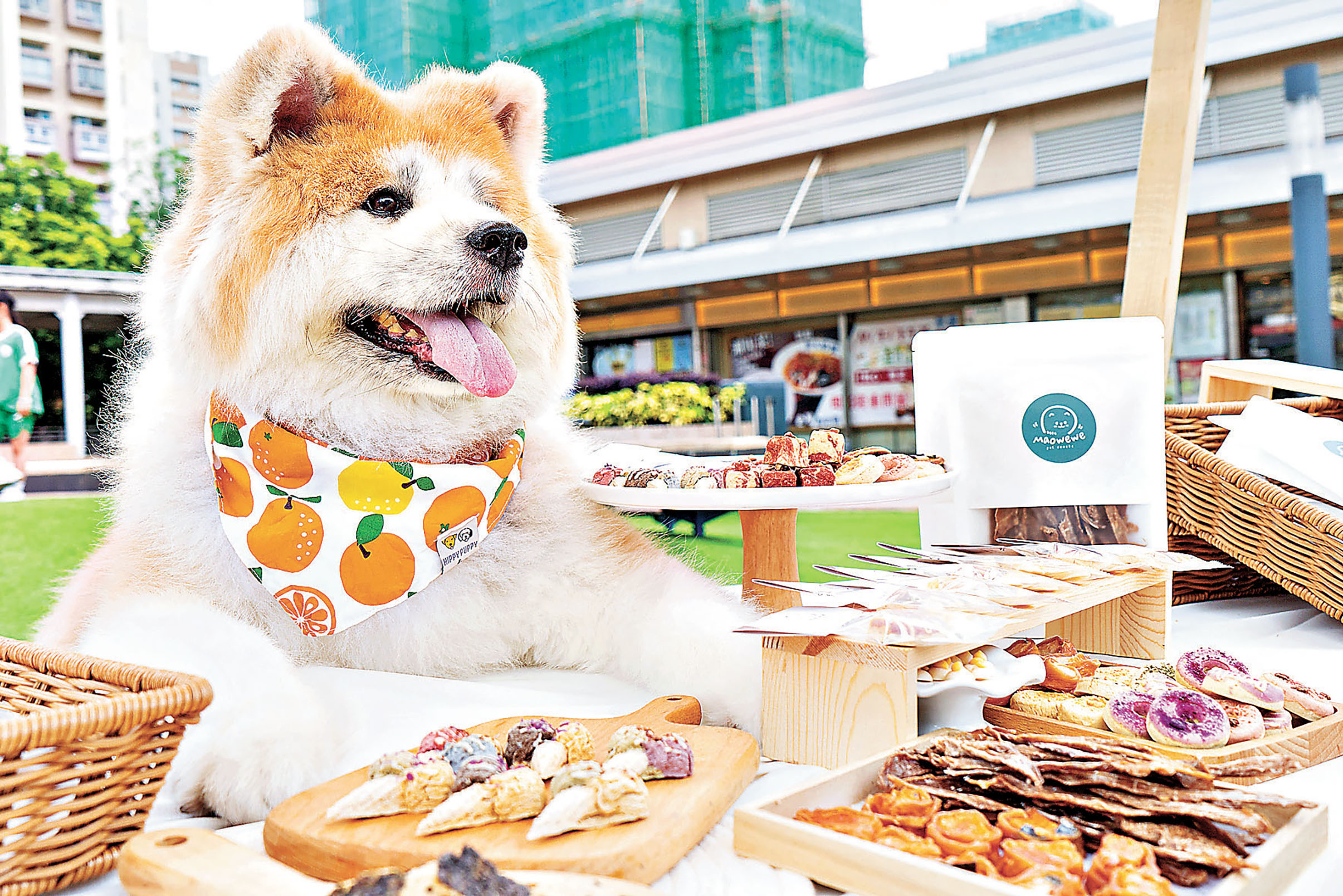 ■花園旁邊的食店更是寵物友善餐廳的集中地。