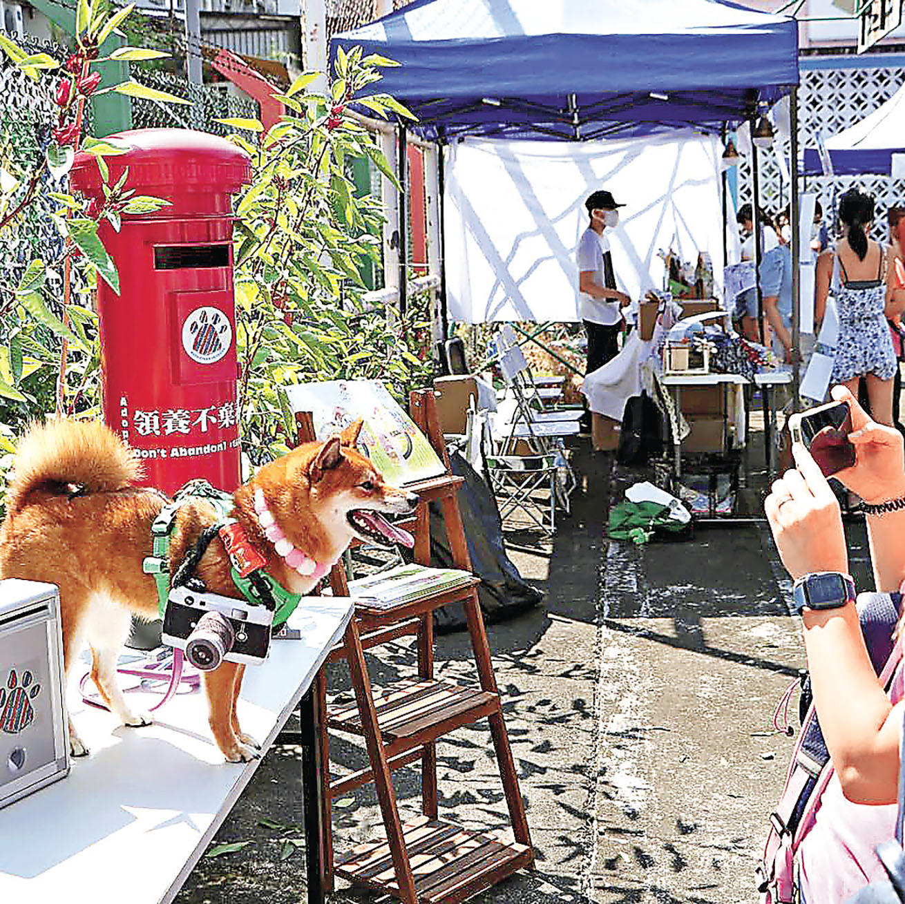 ■毛孩大笪地將舉行狗狗領養日。 毛孩大笪地Fb