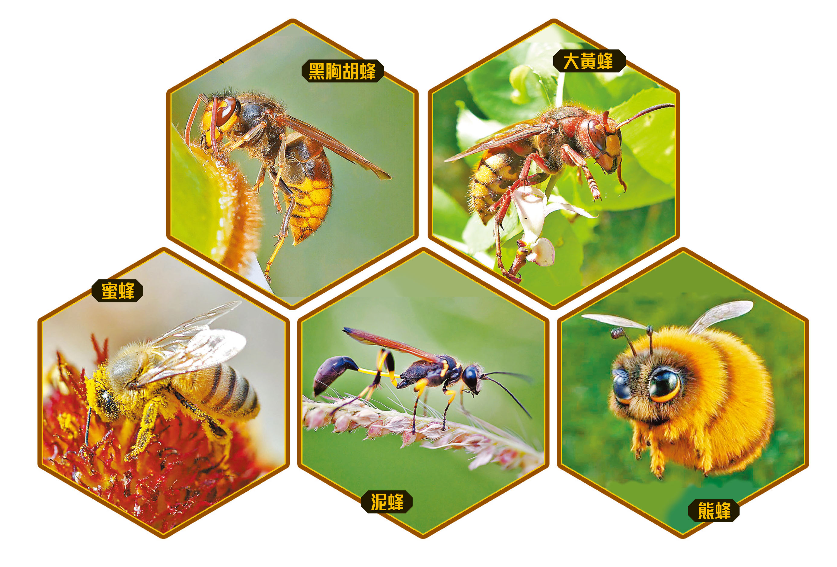 認識世界蜜蜂日解「蜜」野蜂趨吉避「兇」 - 香港仔