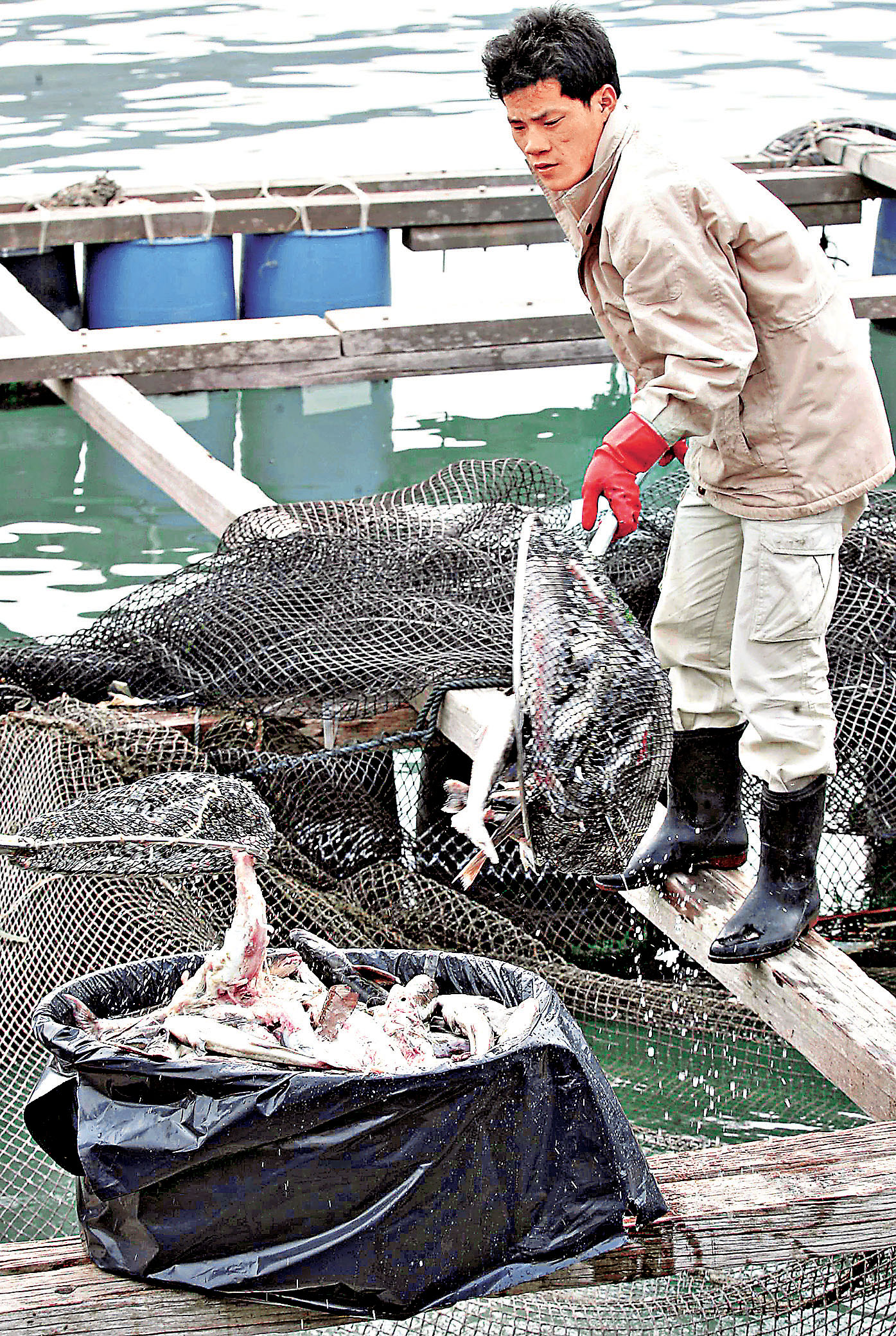 新式網箱魚獲豐4區擬添養殖場- 香港仔