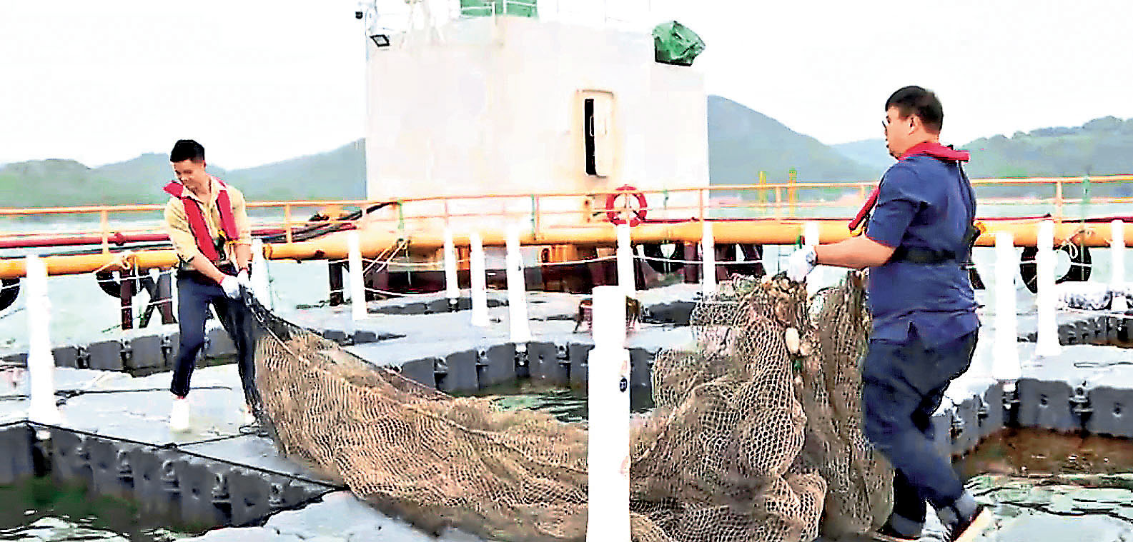 ■新養殖區魚獲豐富。