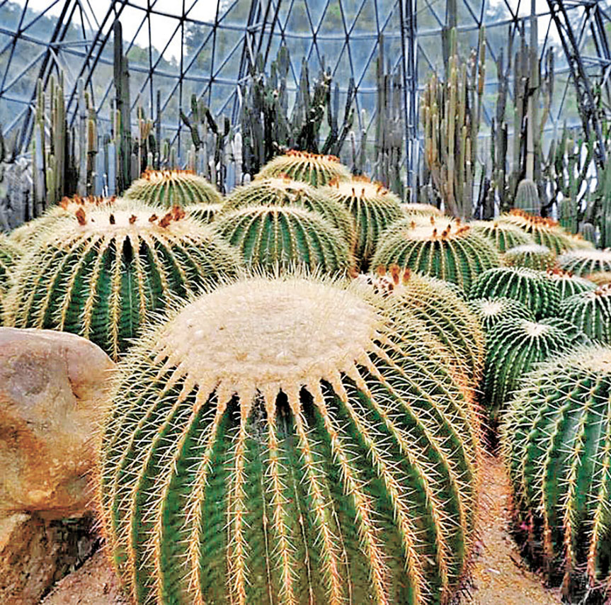 ■仙湖植物園仙人球 Trip