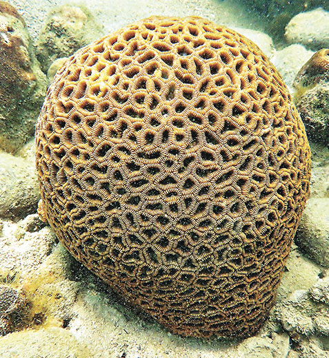 ■蜂巢珊瑚屬