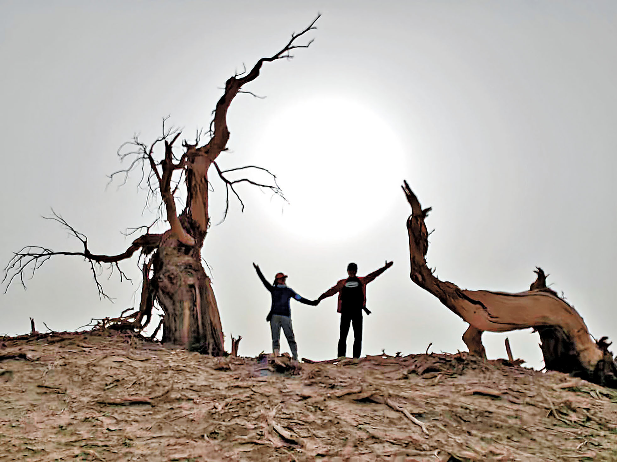 ■胡楊與落日構成美麗的大漠風景。