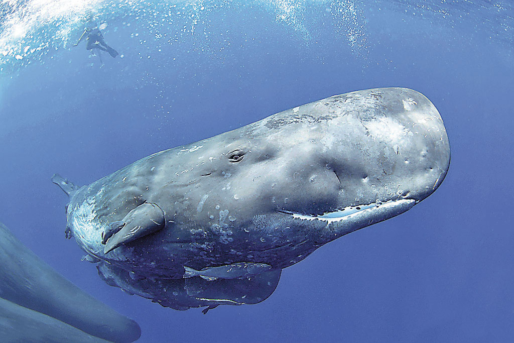 ■過去闖入本港水域的多以圖中的抹香鯨為主。   網上圖片