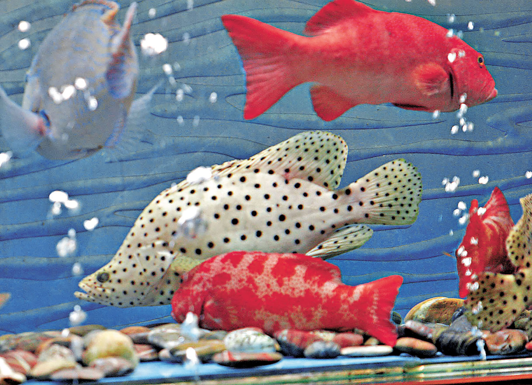 ■石斑、星斑等海魚含有雪卡毒。 資料圖片