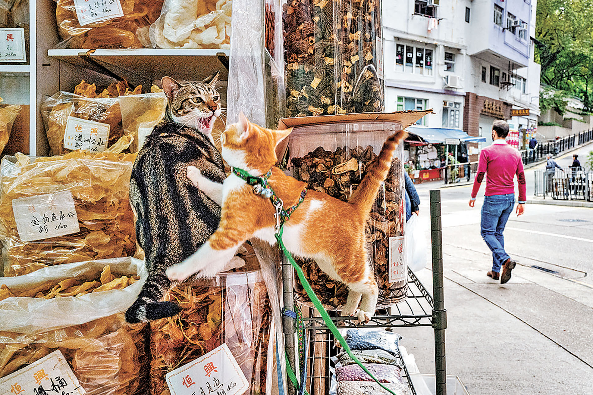 ■很多海味店喜歡養貓咪「看舖」。
