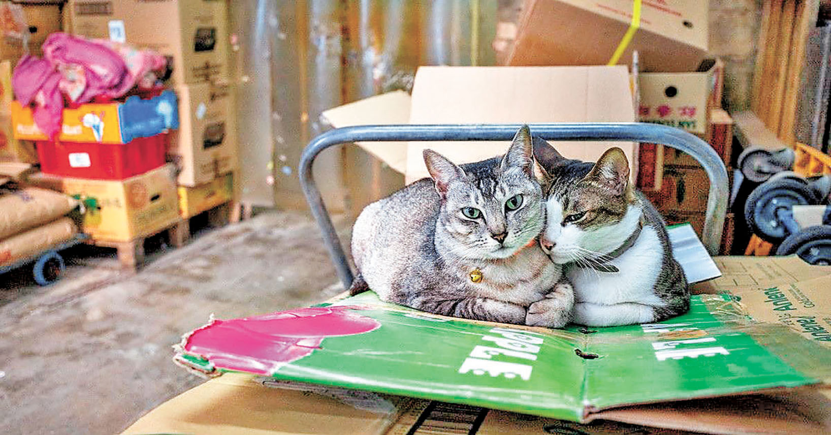 ■香港街頭經常見到不同的貓店長。