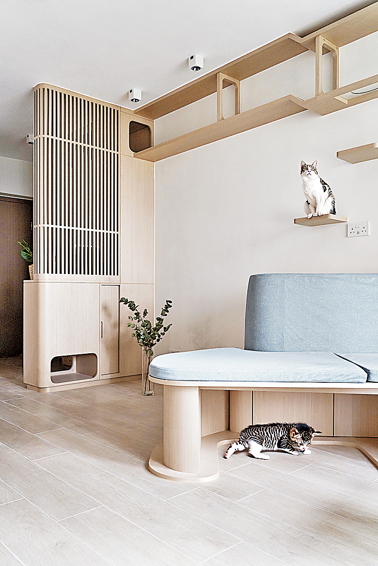 ■客飯廳到處都有小貓休息的地方。