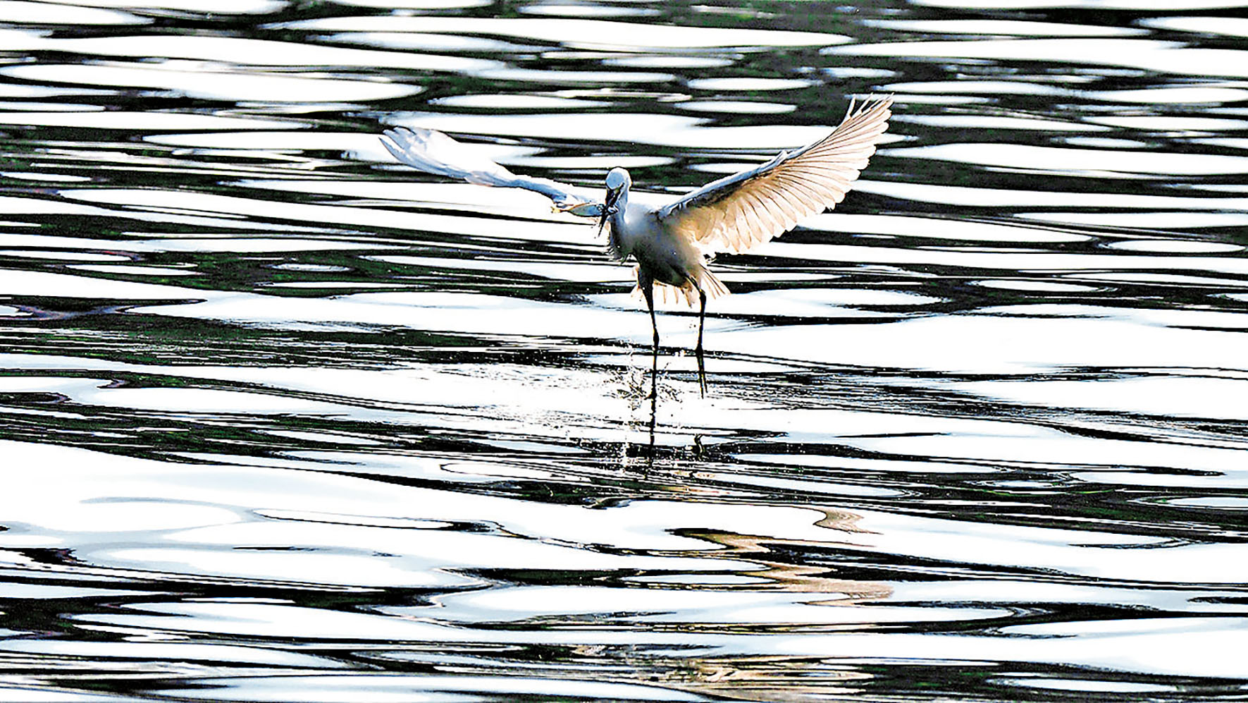 ■林村河覓食中的鷺鳥