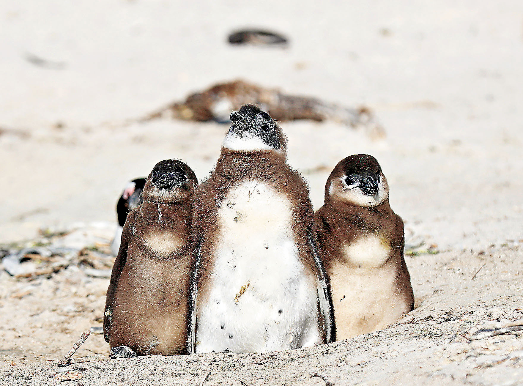 ■博爾德斯海灘上的非洲企鵝憨態可掬。