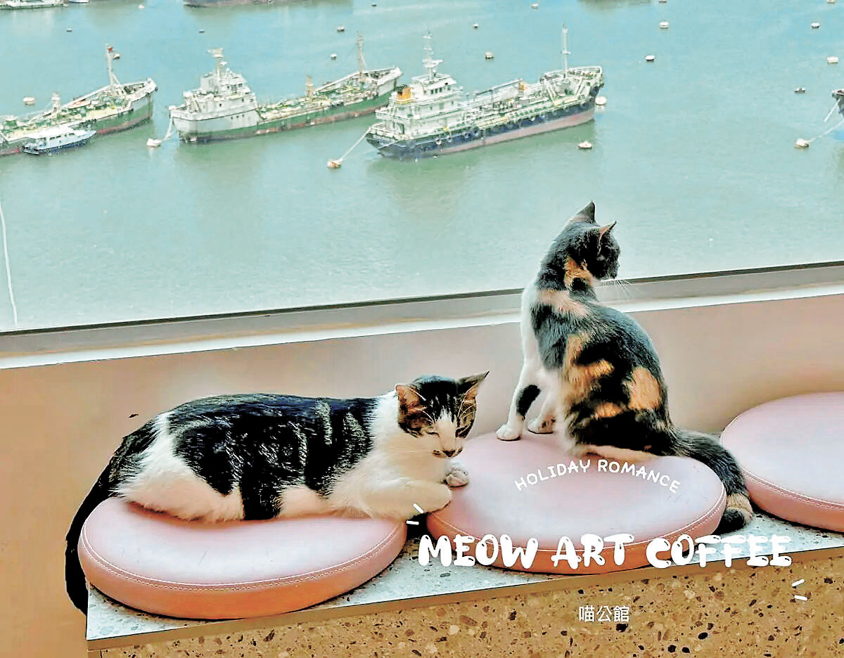 ■貓咪也喜歡透過大玻璃窗望海景。