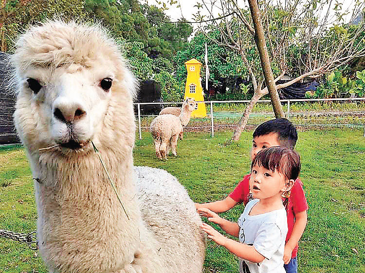■小朋友很喜歡草泥馬。