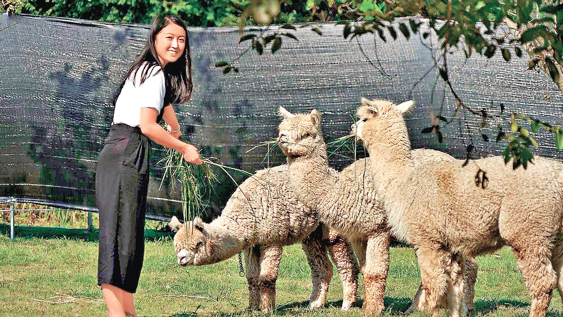■訪客可以餵飼草泥馬。