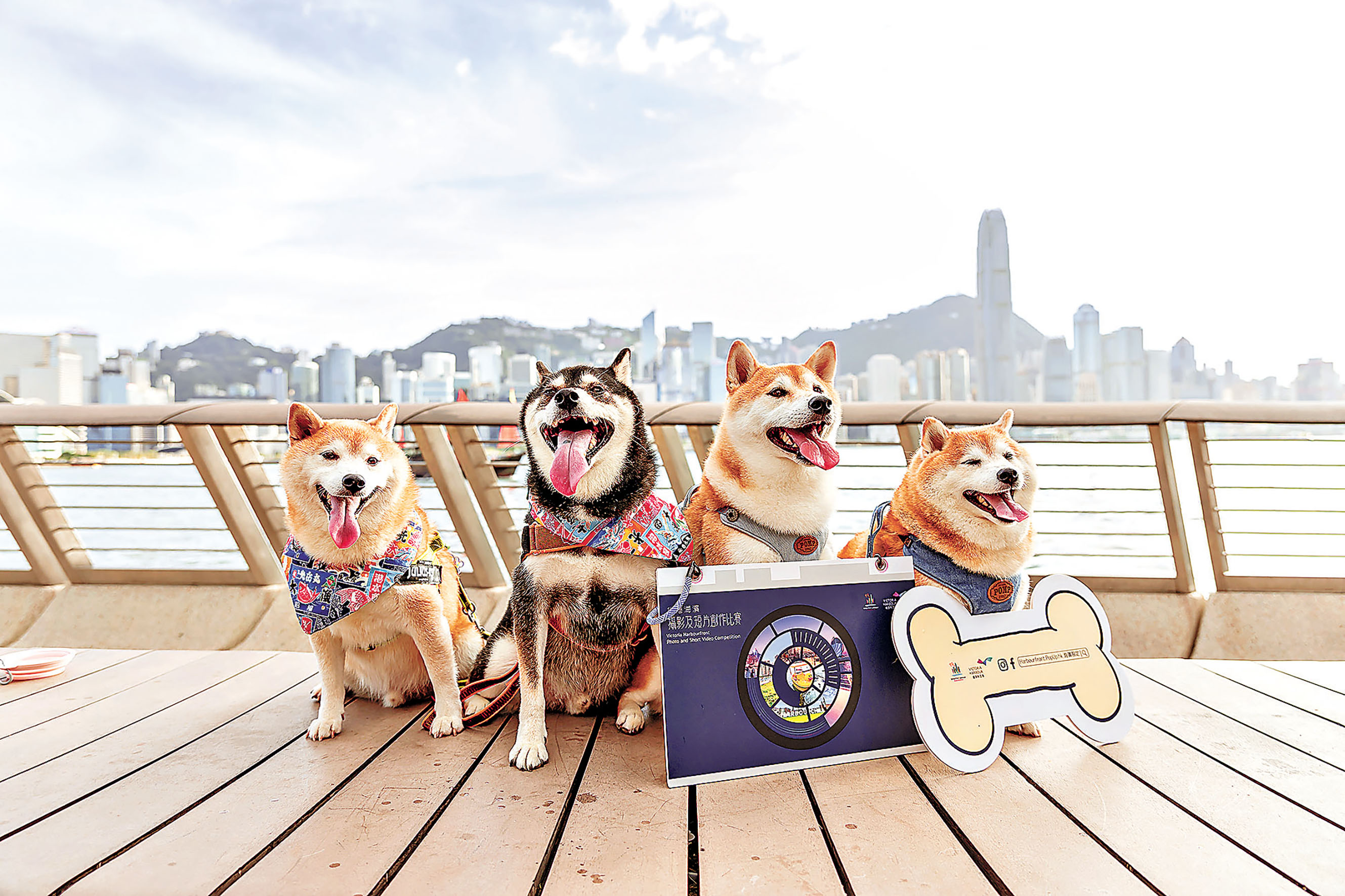 ■寵物犬模特兒早前出席宣傳活動，即時成為拍攝焦點。