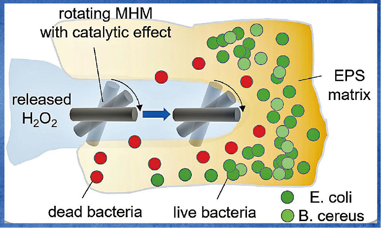 ■中大團隊開發的微型機械人，能破壞菌膜外更釋放殺菌劑殺死細菌。    中大圖片