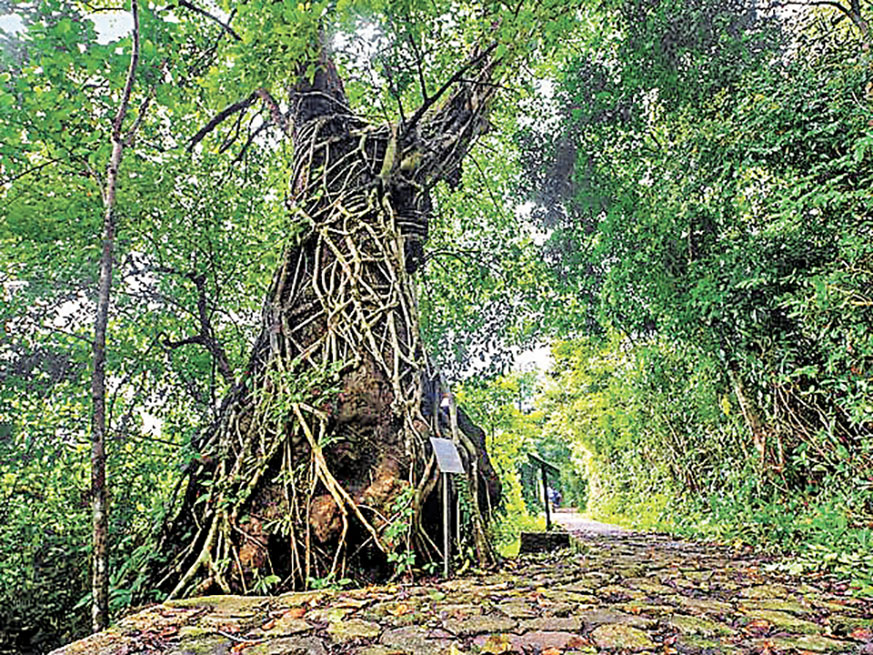 ■荔枝窩村種植不少百年古樹。