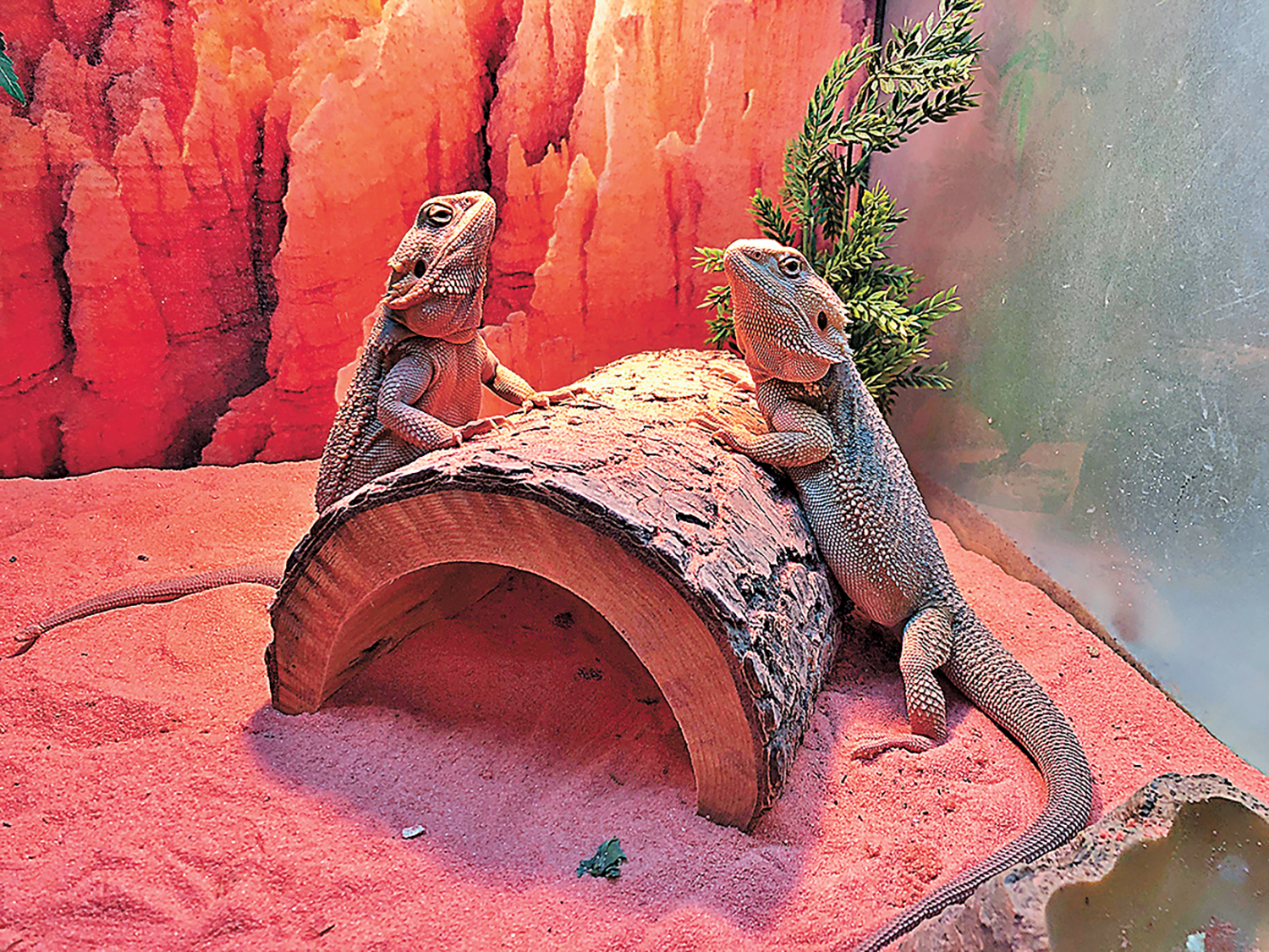 ■蜥蜴的居住環境要適合。