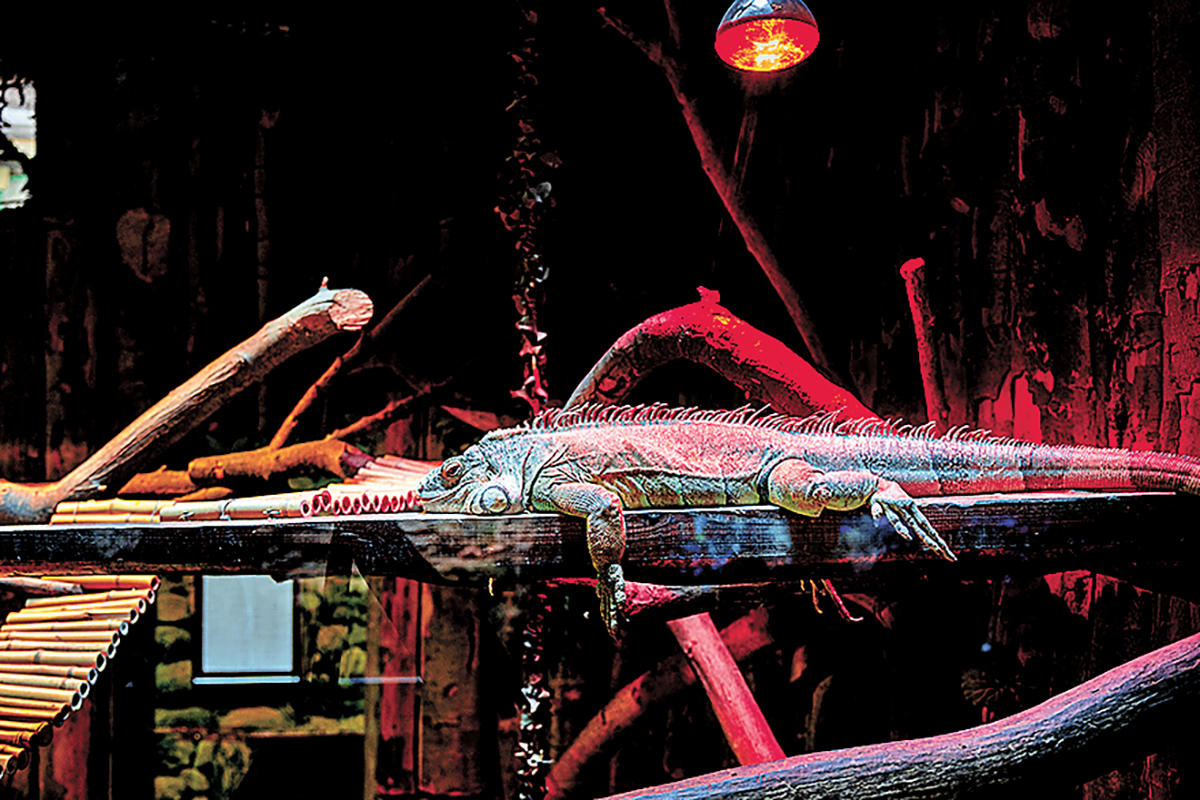 ■必須有合適的UV燈。