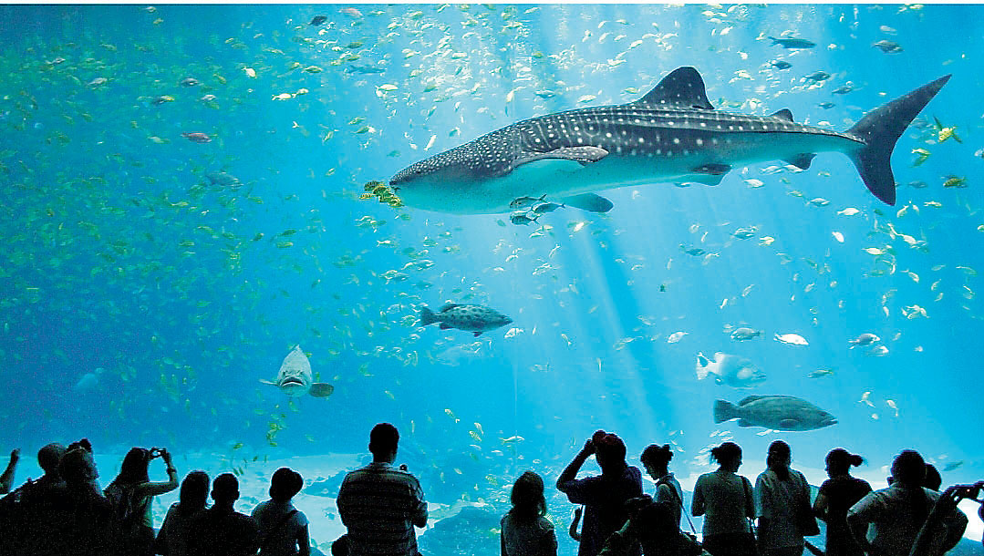 ■位於B2樓層的暹羅海洋世界，是東南亞最大的水族館。
