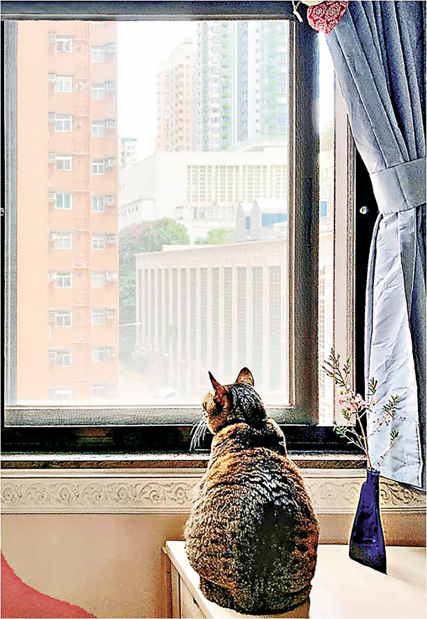 ■家居安裝了貓網，就不怕貓咪墮樓。   網上圖片