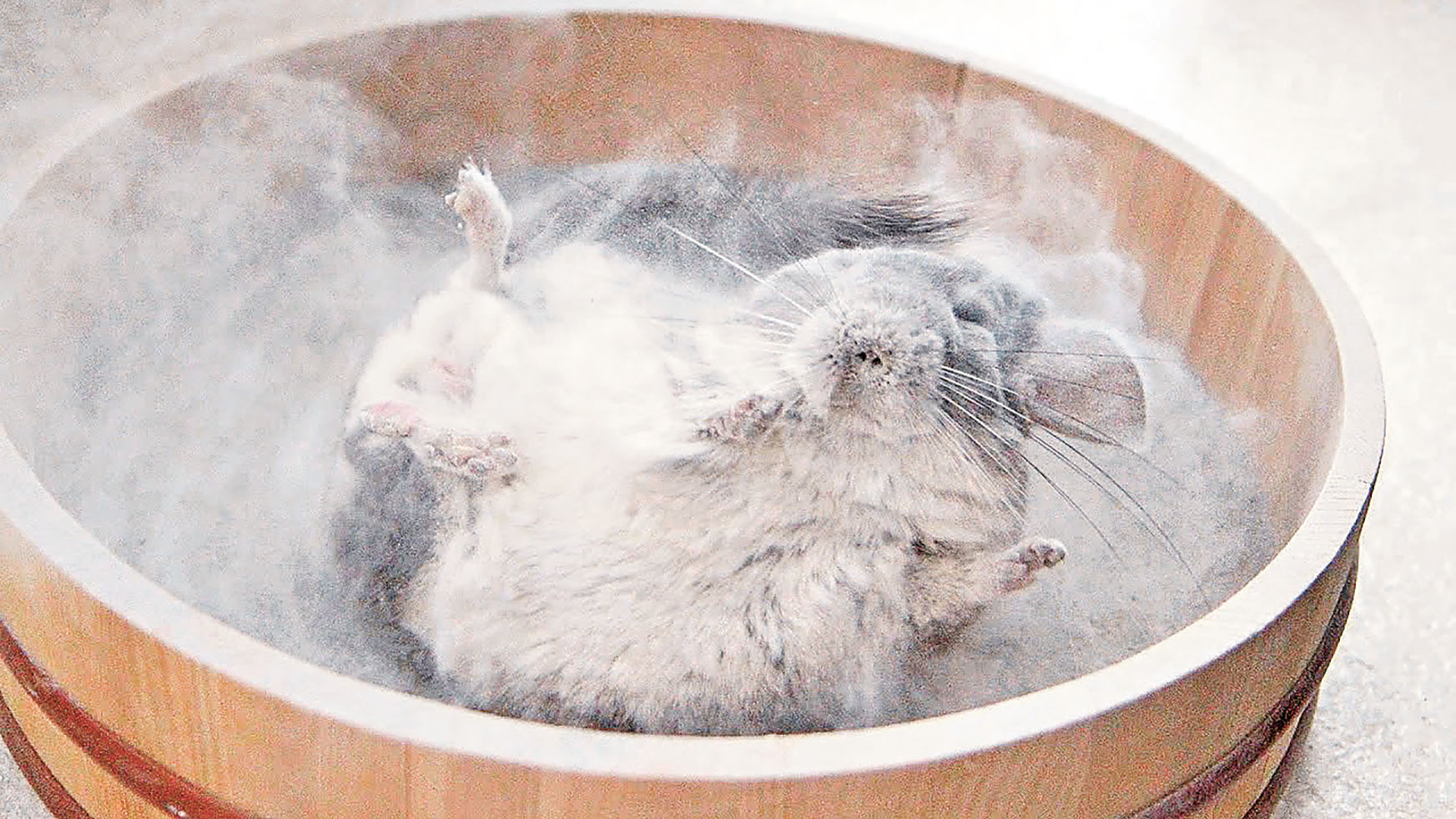■龍貓最愛沙浴。 網上圖片