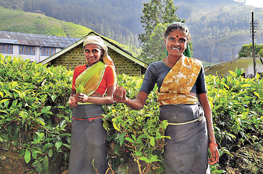 ■錫蘭茶博物館後山有一大片茶林。