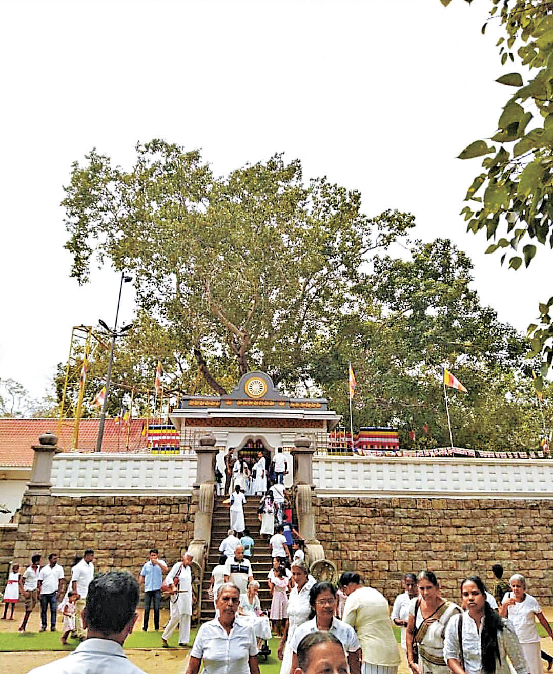 ■聖菩提樹是世上僅存血統最純正的菩提樹之一。