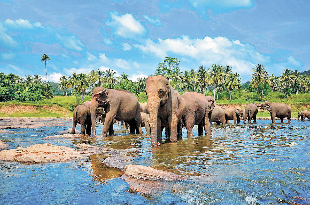 ■品納維拉大象孤兒院專門收留大象孤兒。