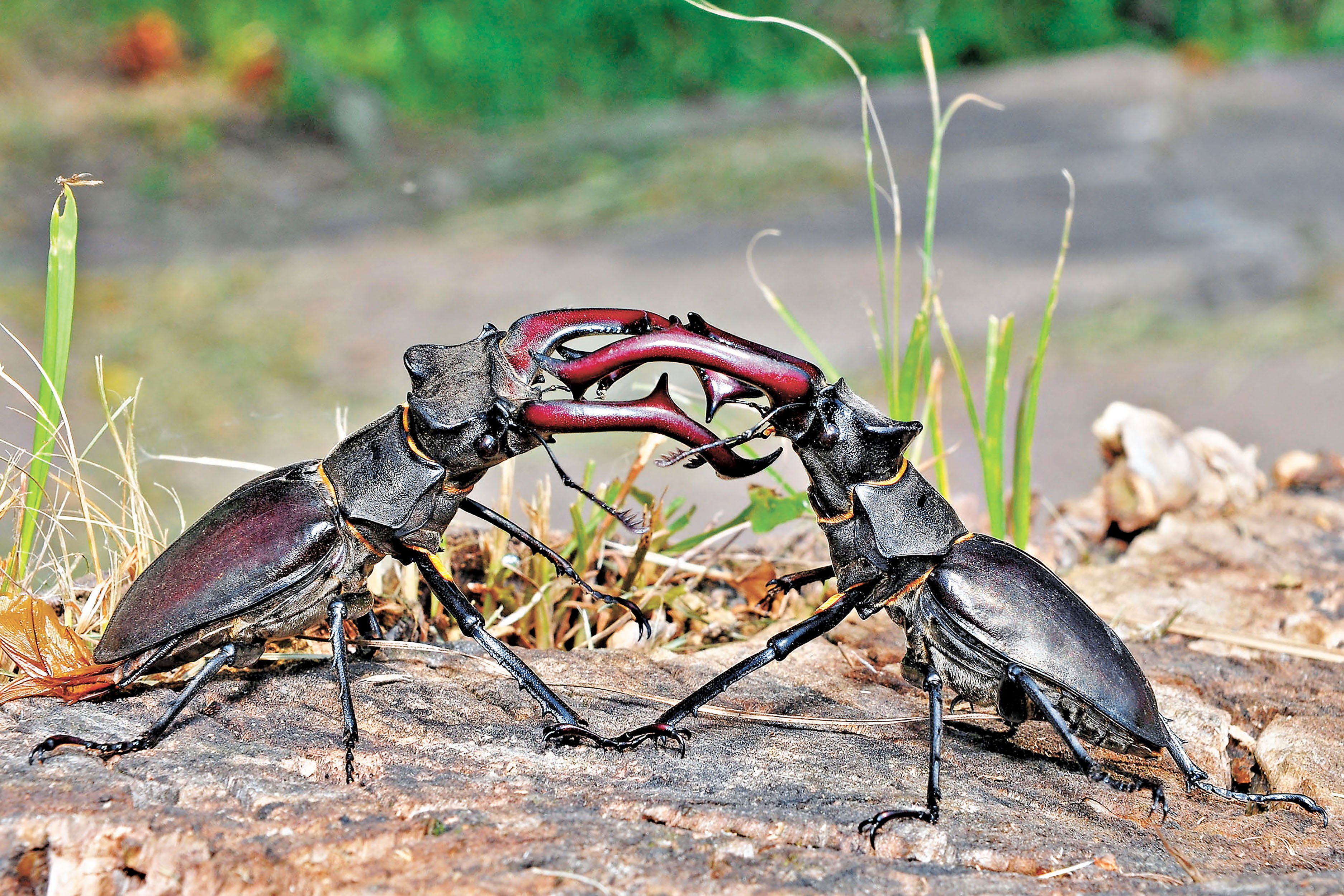 ■鍬形蟲的大顎用來對抗天敵、打鬥。
