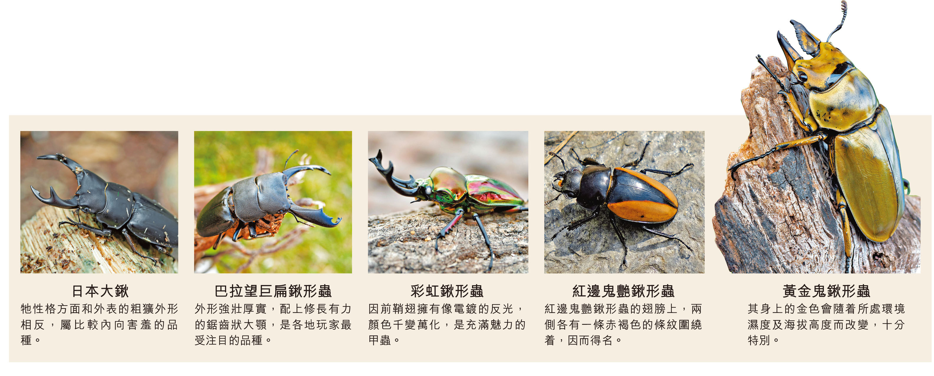 ■在香港容易購買到的鍬形蟲。