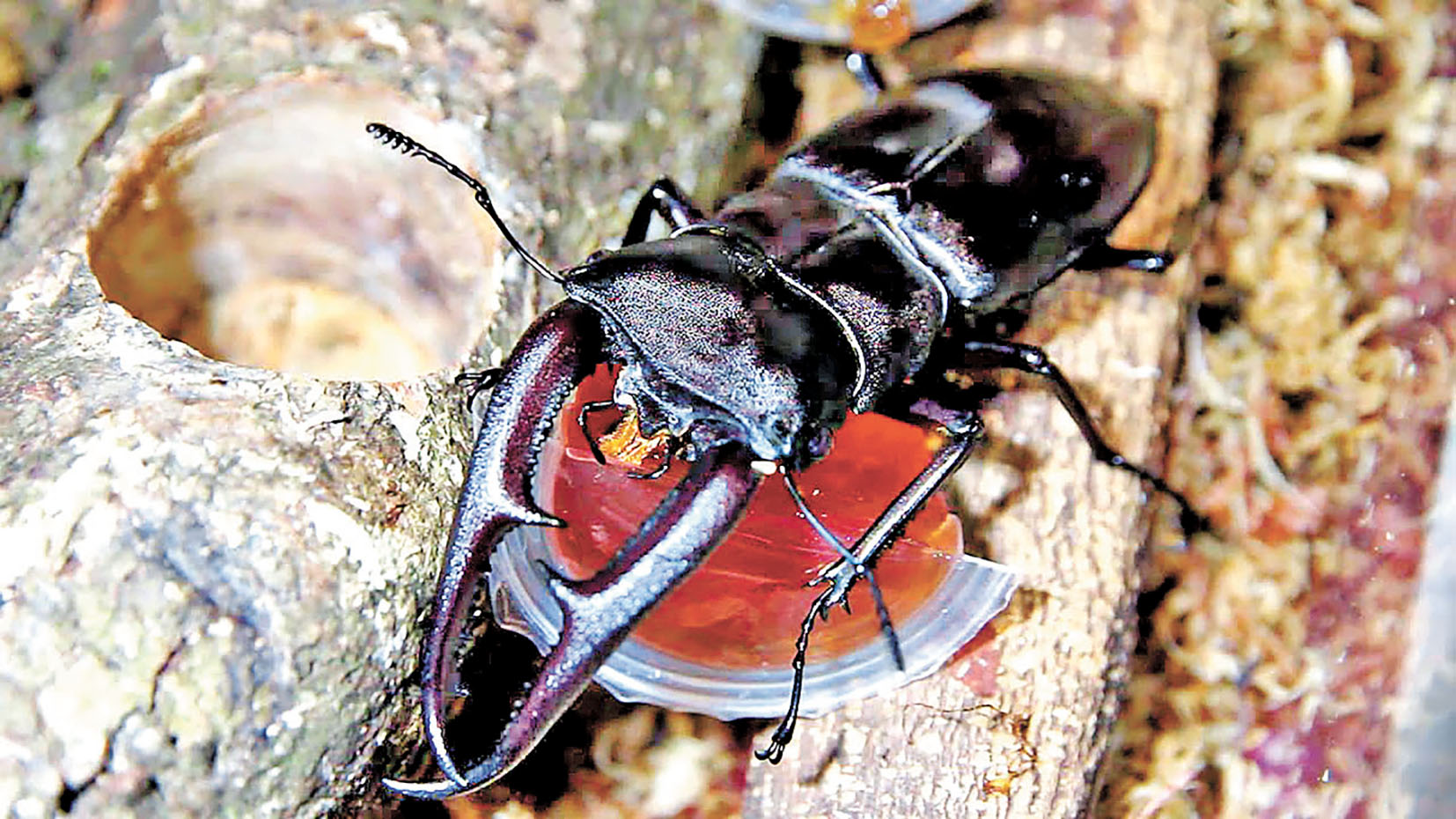 ■餵飼專用果凍最簡單。