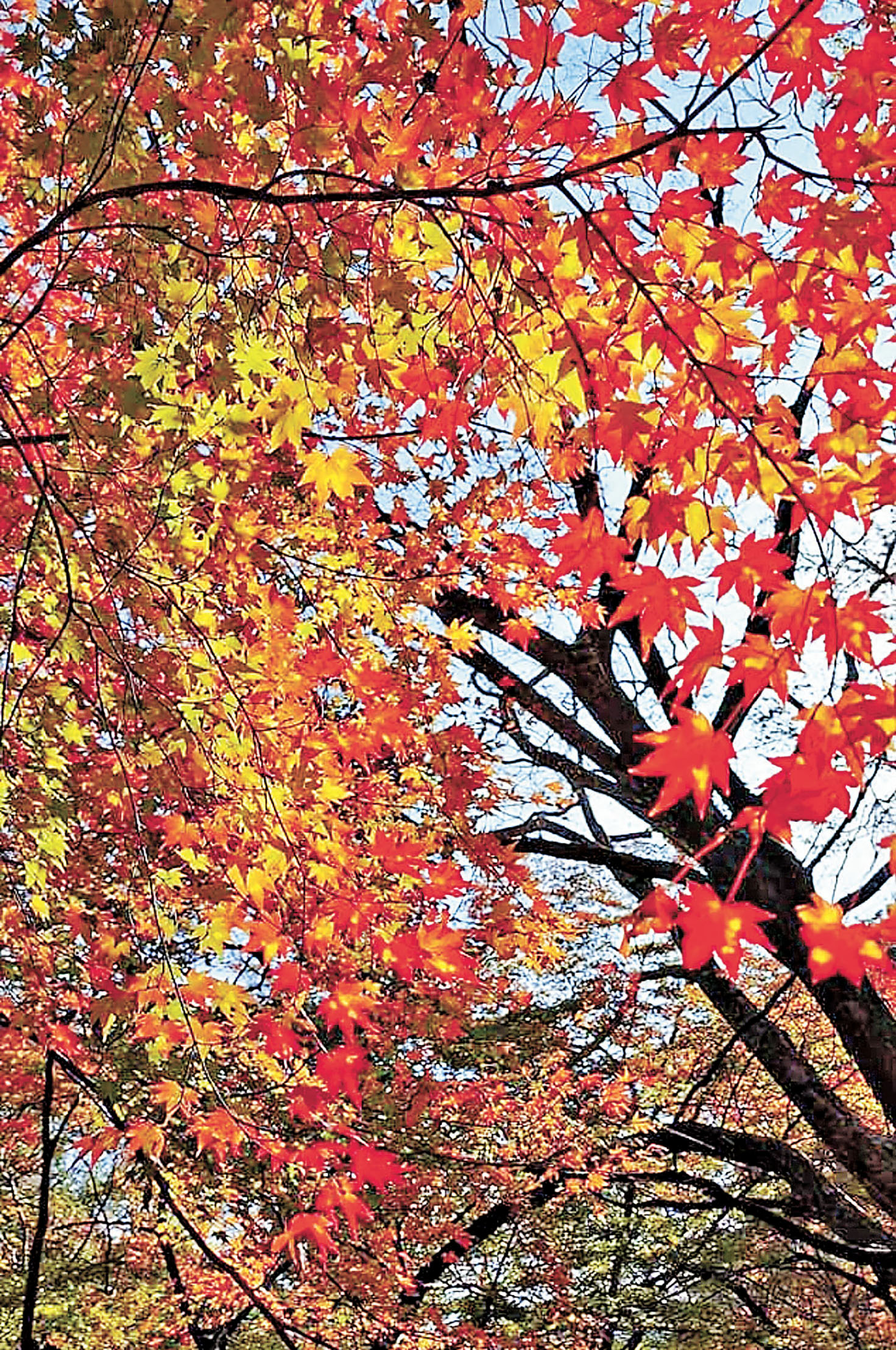 ■內藏山的紅葉在11月盛放。