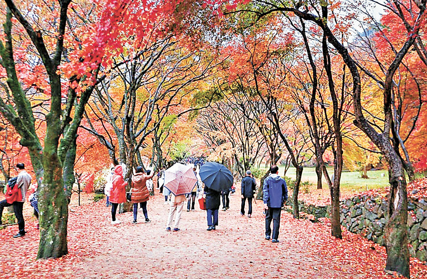 ■內藏寺內行人道兩旁已開滿紅葉。