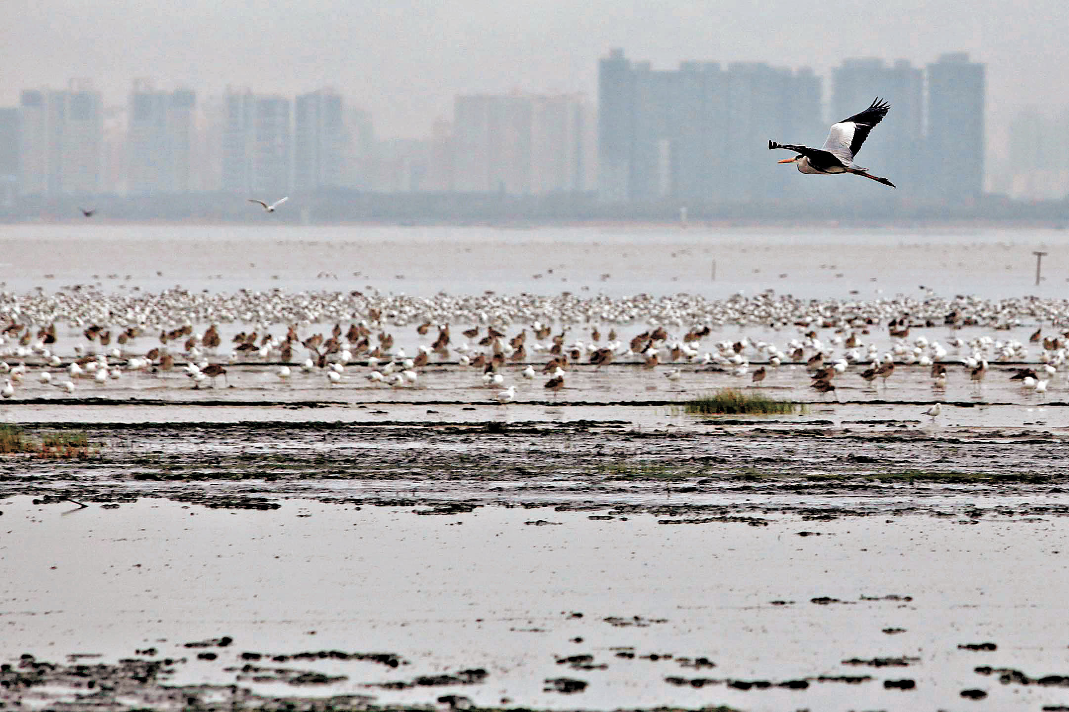 ■米埔自然保護區是國際公認候鳥棲息點及中轉站。 法新社