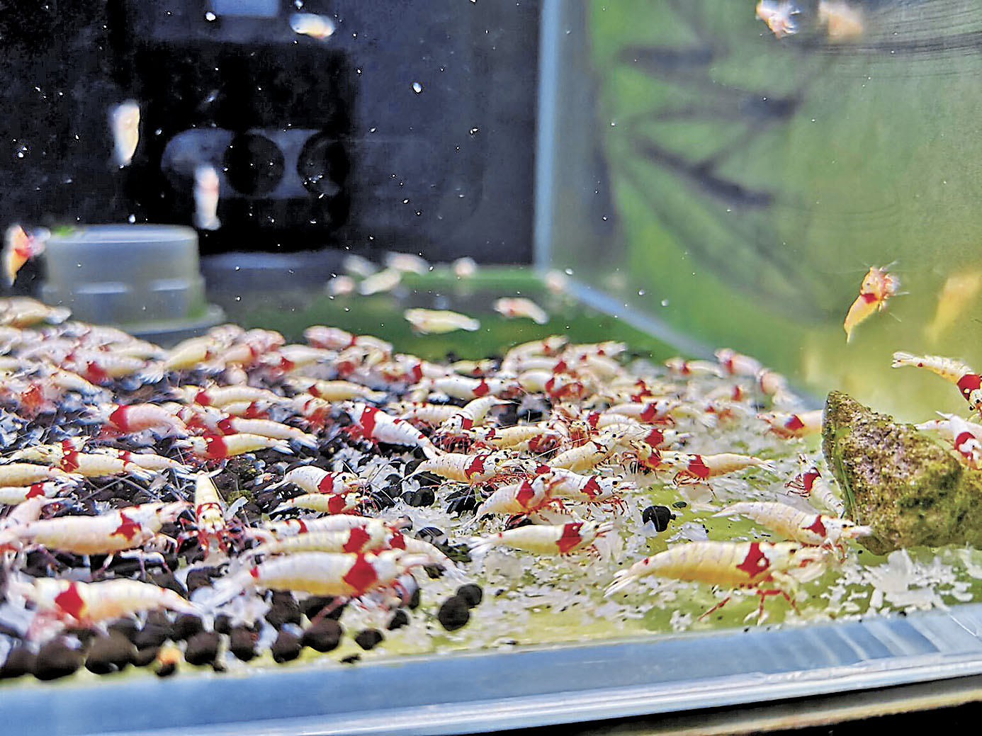 ■餵糧不要隨便更換。