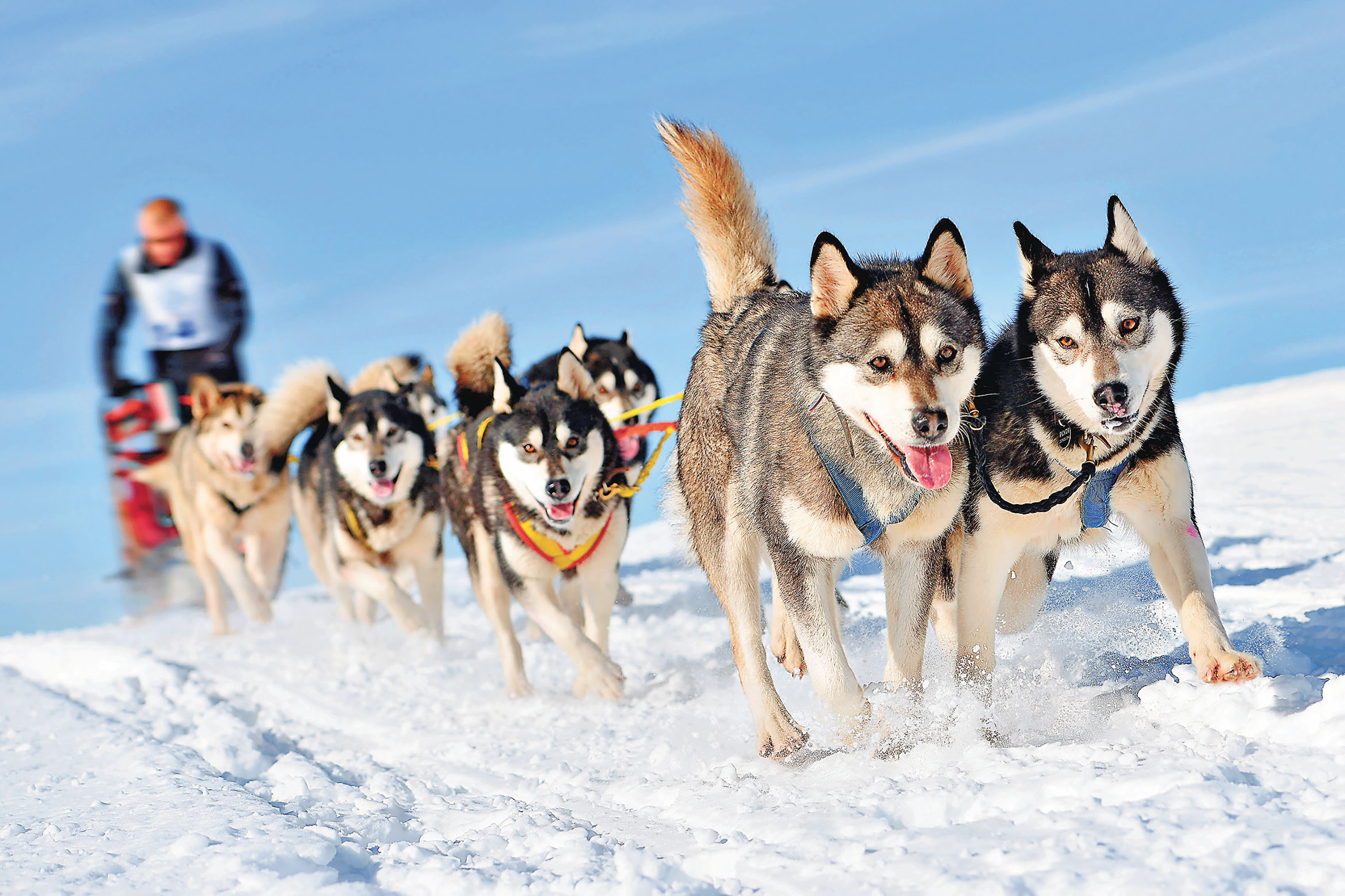 ■坐着可愛的哈士奇拉着的雪橇，心情更加愉快。