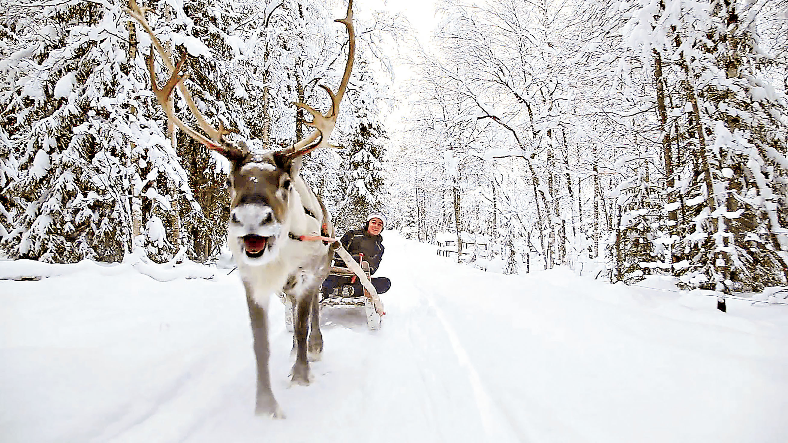 ■馴鹿雪橇是北歐的古老交通工具。