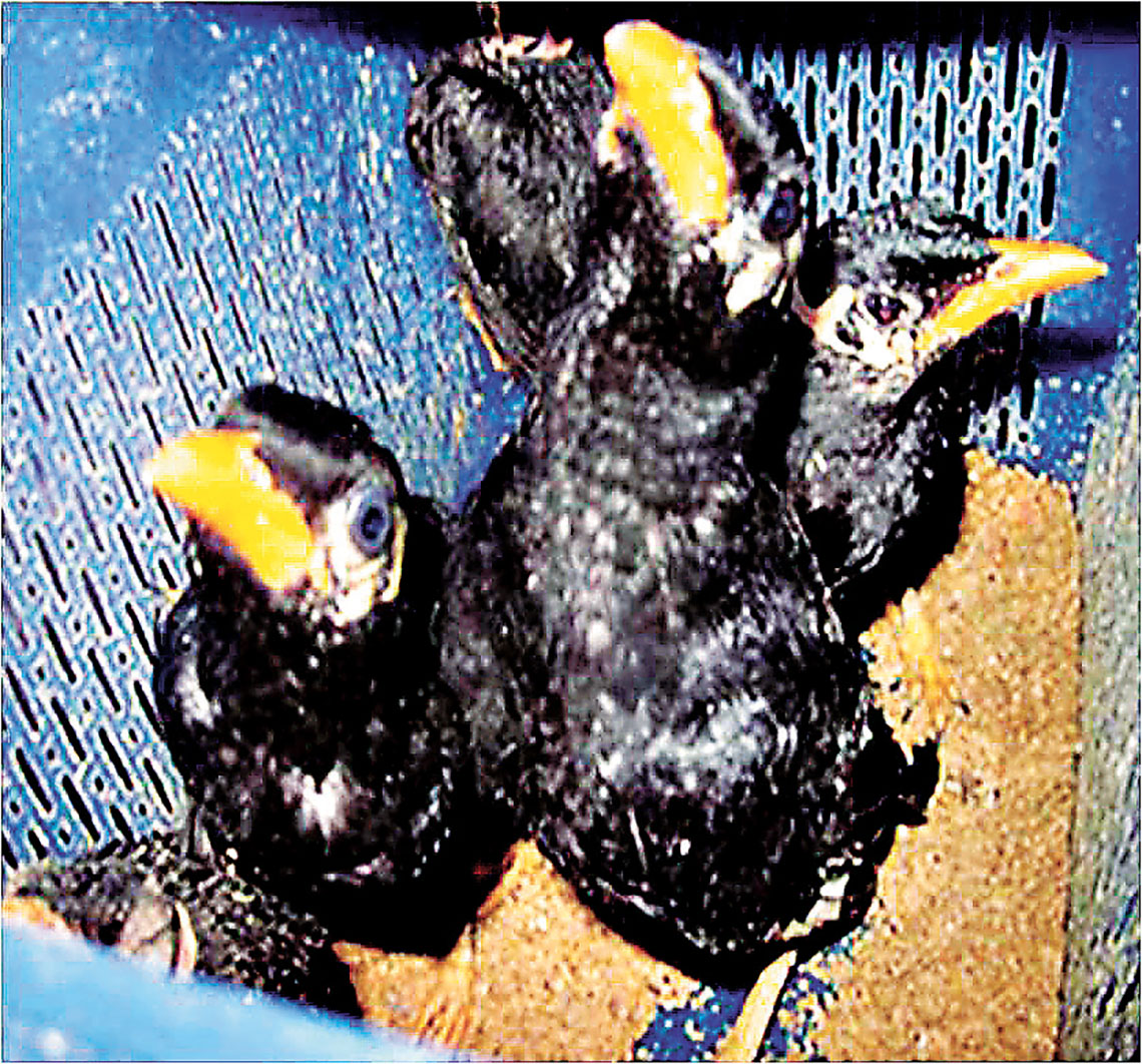 ■幼鳥不太適合新手飼養。