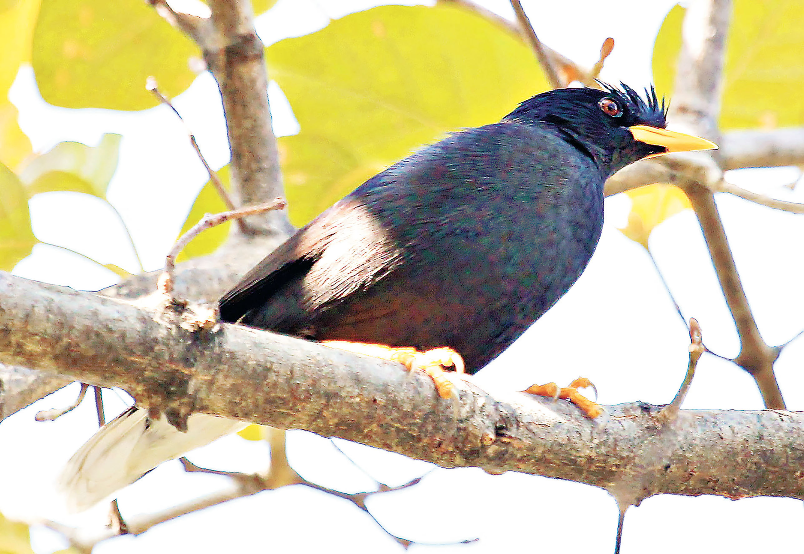 ■鷯哥毛色有光澤。