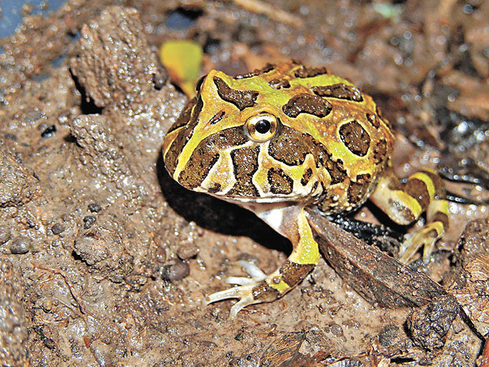 ■綠角蛙（Ceratophrys Cranwelli）