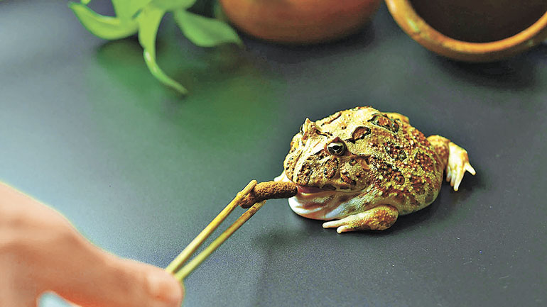 ■角蛙幾乎什麼都食。