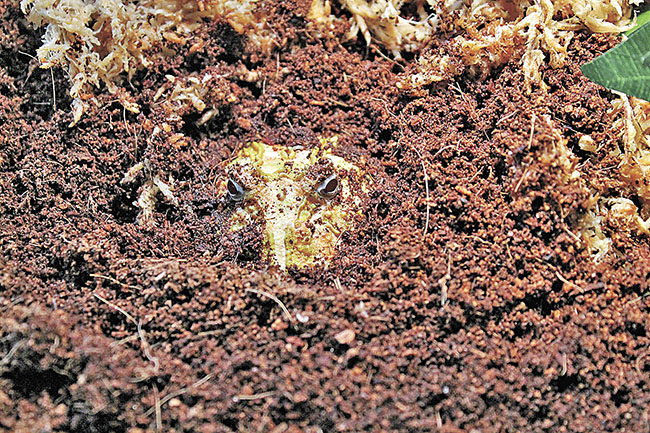 ■角蛙喜歡躲在泥裏。