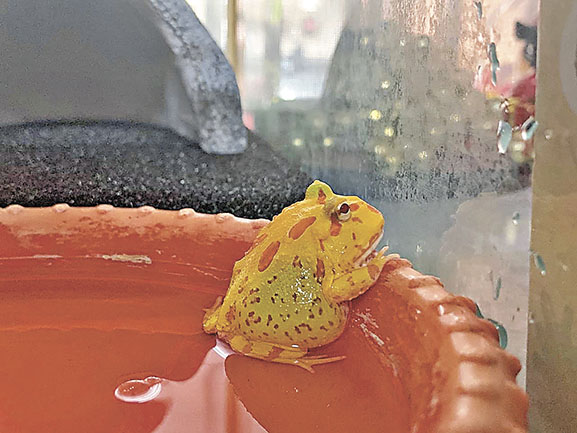 ■角蛙進食後24小時內會排尿。