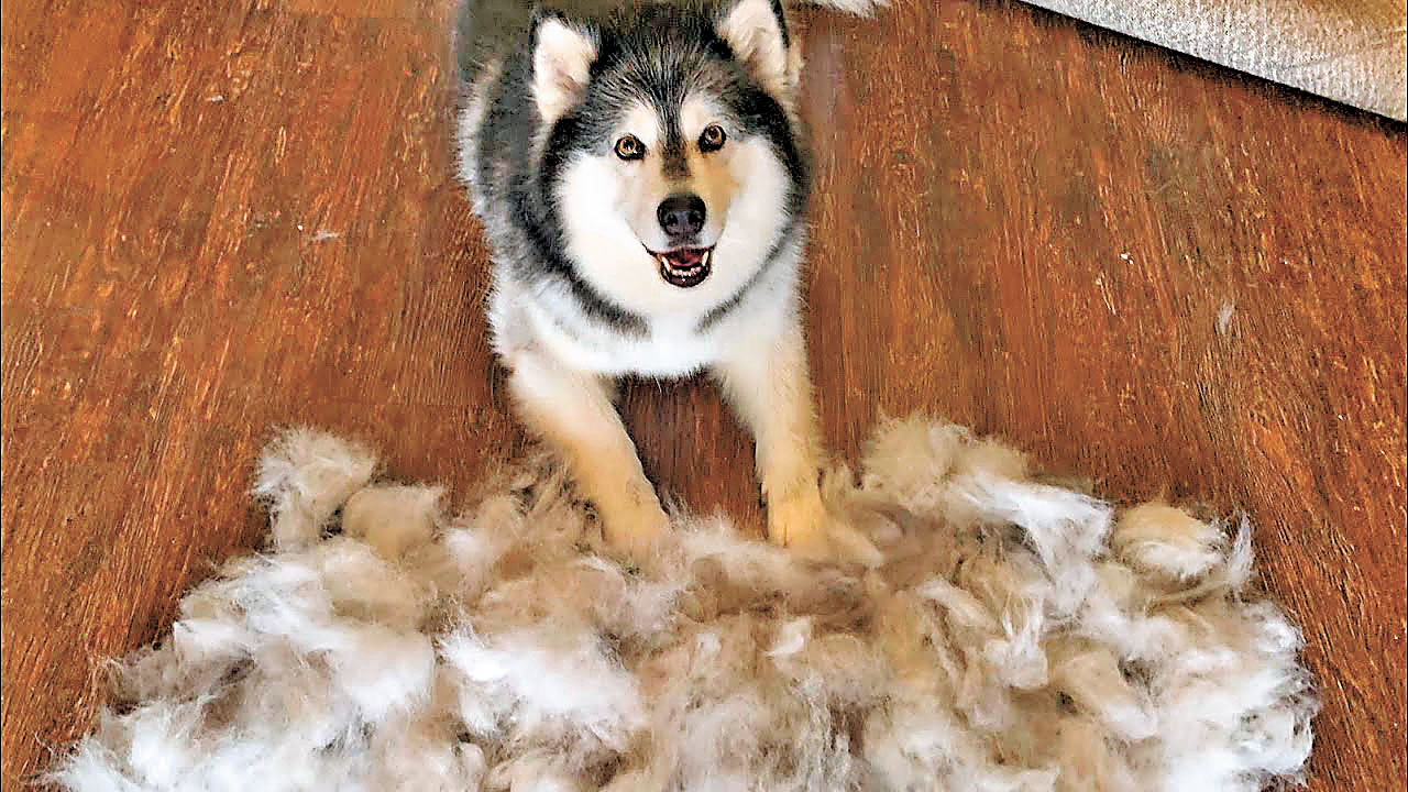 ■雪橇犬毛多須經常梳理。