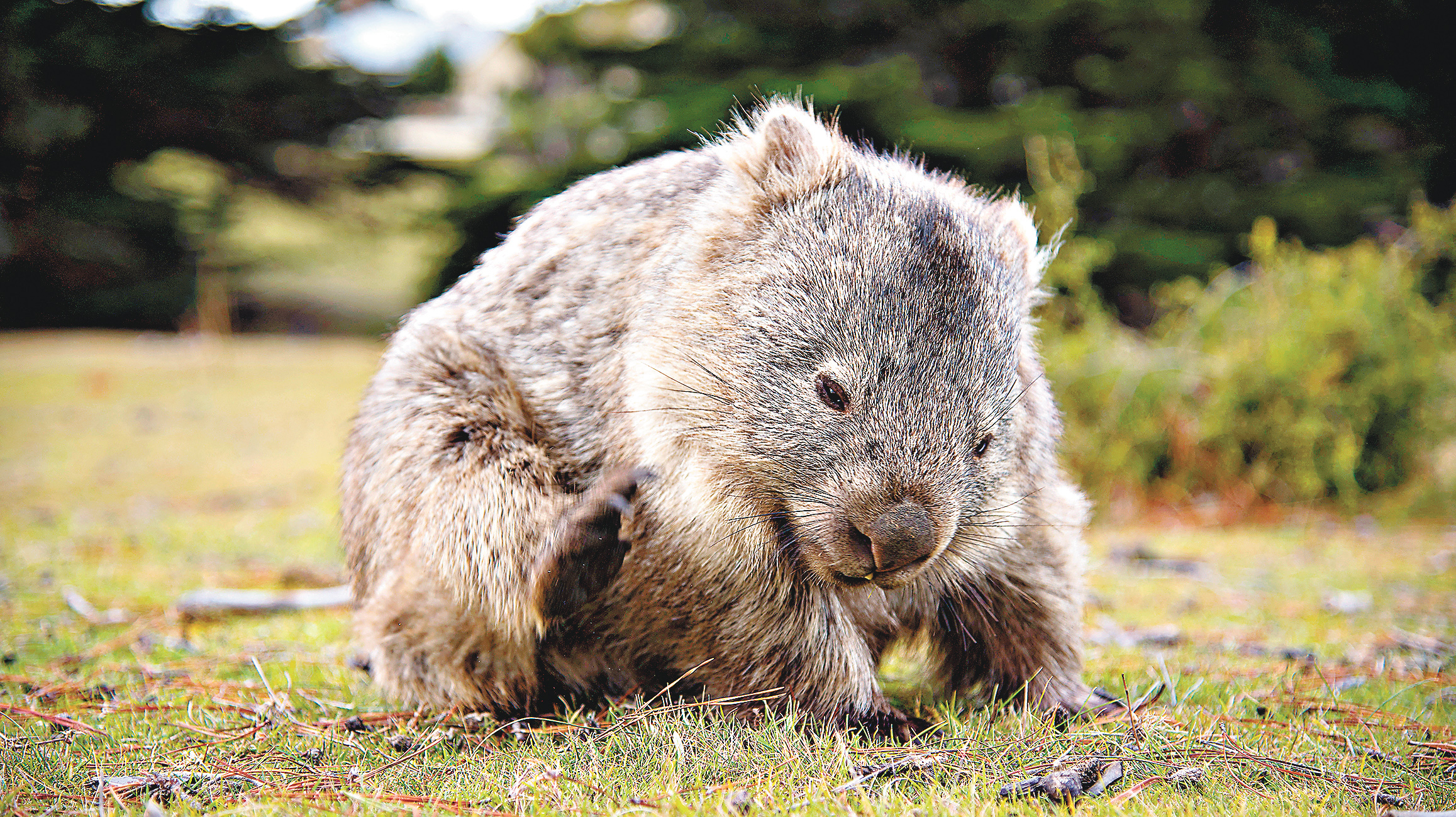 ■小袋熊是搖籃山國家公園的原住民。