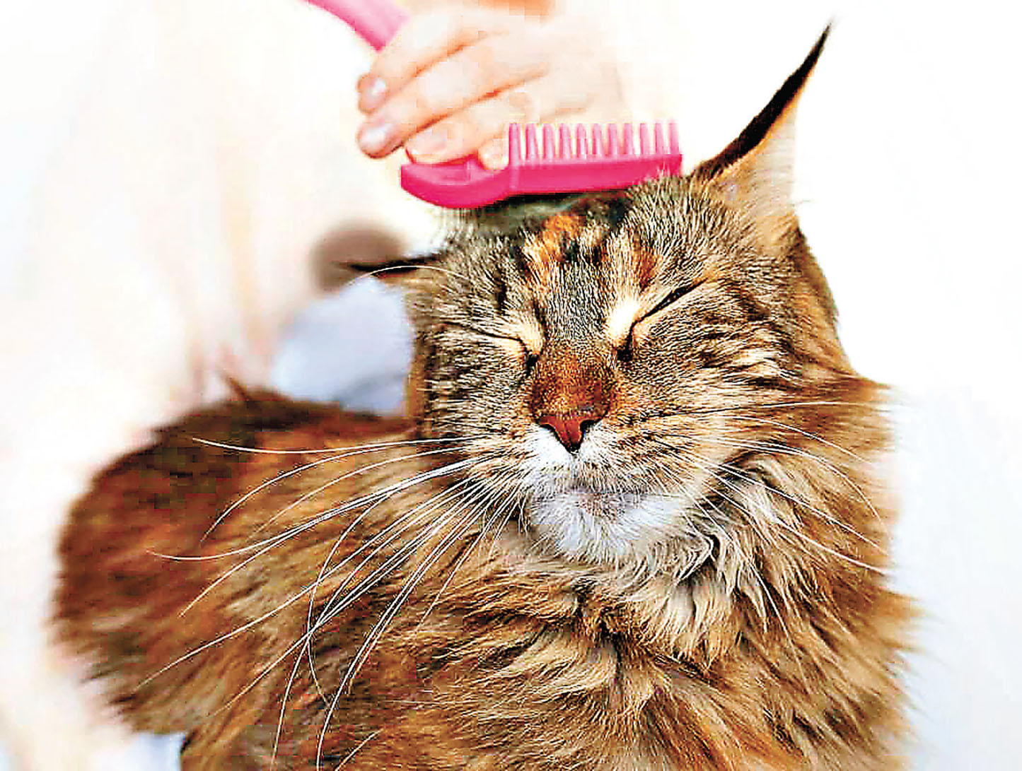 ■主人要勤力梳理貓毛。
